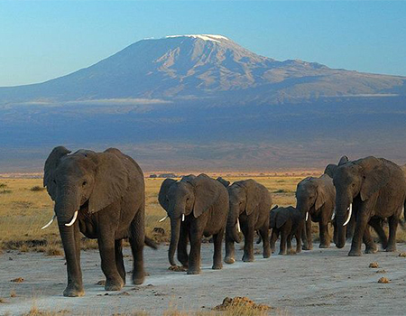2-days-1-night-amboseli-safari-package-1
