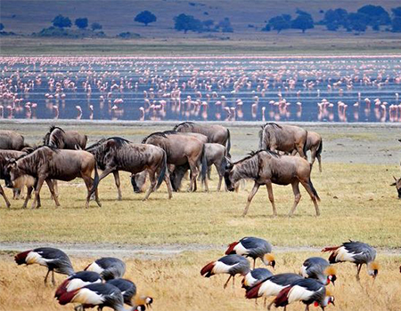2-days-1-night-lake-manyara-ngorongoro-crater-safari-package