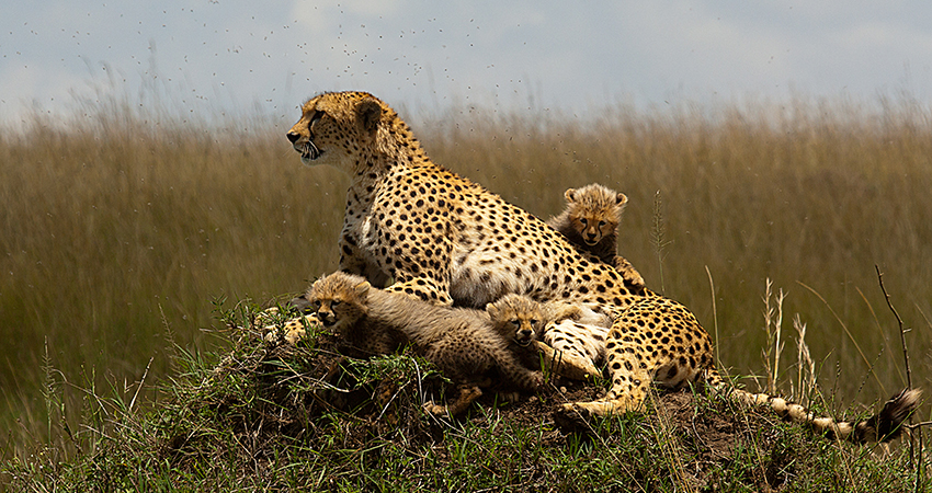 2-days-1-night-masai-mara-safari-package-1