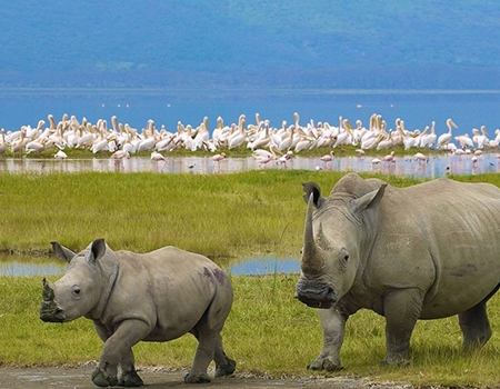 3-days-2-nights-lake-nakuru-safari-package 3-days-2-nights-lake-nakuru-safari-package