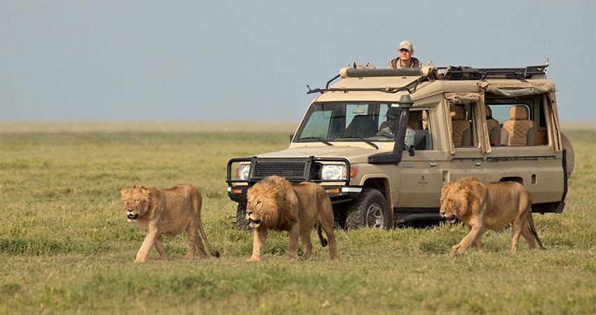 3-days-2-nights-serengeti-national-park-safari-package