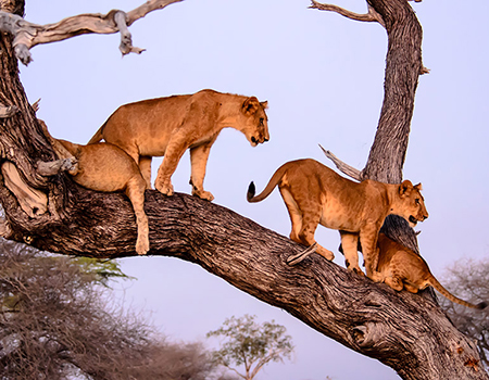 4-days-3-nights-tarangire-ngorongoro-lake-manyara-safari-package 4-days-3-nights-tarangire-ngorongoro-lake-manyara-safari-package