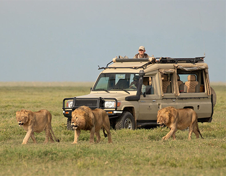 5-days-4-nights-lake-manyara-ngorongoro-crater-serengeti-safari-package