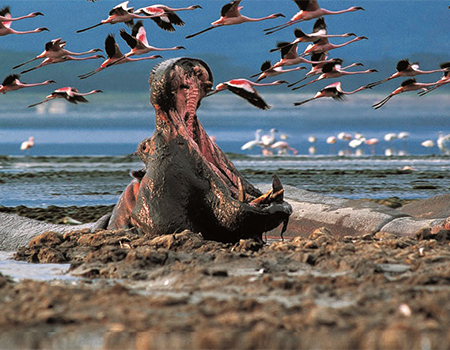 5-days-4-nights-lake-nakuru-bogoria-lake-naivasha-masai-mara-nairobi-safari-package