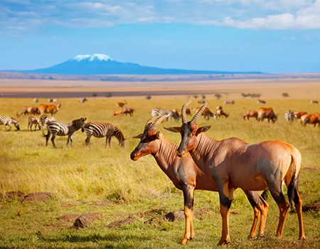 6-days-5-nights-amboseli-aberdares-lake-nakuru-masai-mara-safari-package 6-days-5-nights-amboseli-aberdares-lake-nakuru-masai-mara-safari-package