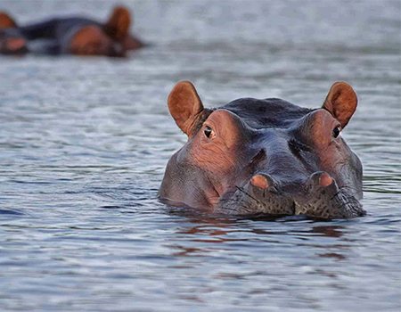 6-days-5-nights-lake-manyara-ngorongoro-crater-serengeti-safari-package