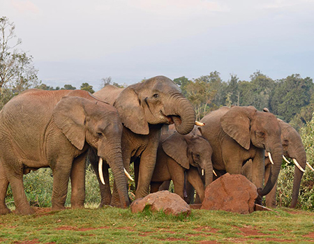 7-days-6-nights-aberdares-lake-nakuru-masai-mara-lake-naivasha-amboseli-nairobi-safari-package