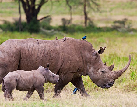8-days-7-nights-aberdares-samburu-sweet-water-lake-nakuru-masai-mara-safari-package 8-days-7-nights-aberdares-samburu-sweet-water-lake-nakuru-masai-mara-safari-package