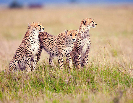 8-days-7-nights-lake-manyara-serengeti-ngorongoro-crater-safari-package