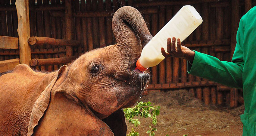 1 Day Tour David Sheldrick Elephant Orphanage and Nairobi National Park