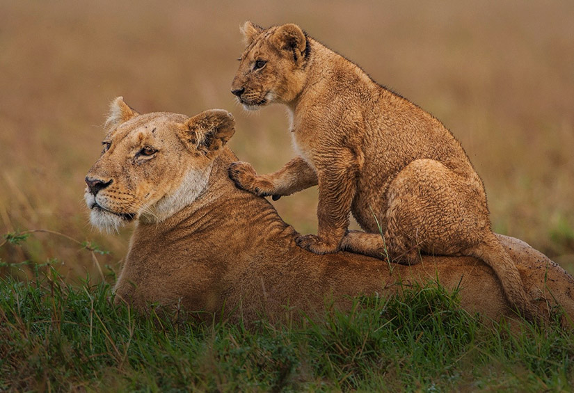 Kenya Safari Holidays